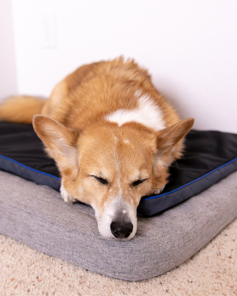 Petspemf  Pad is a game-changer for our senior dog's comfort.