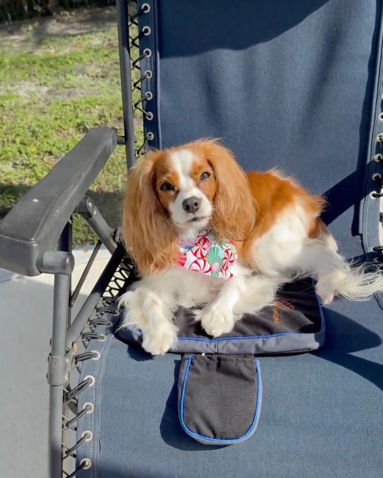Ruby is using Petspemf Pad for faster recovery!