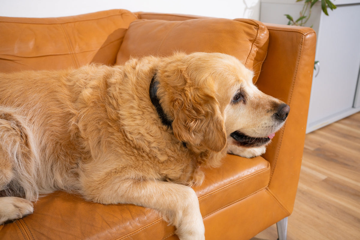 Dog with a PetLoop PRO