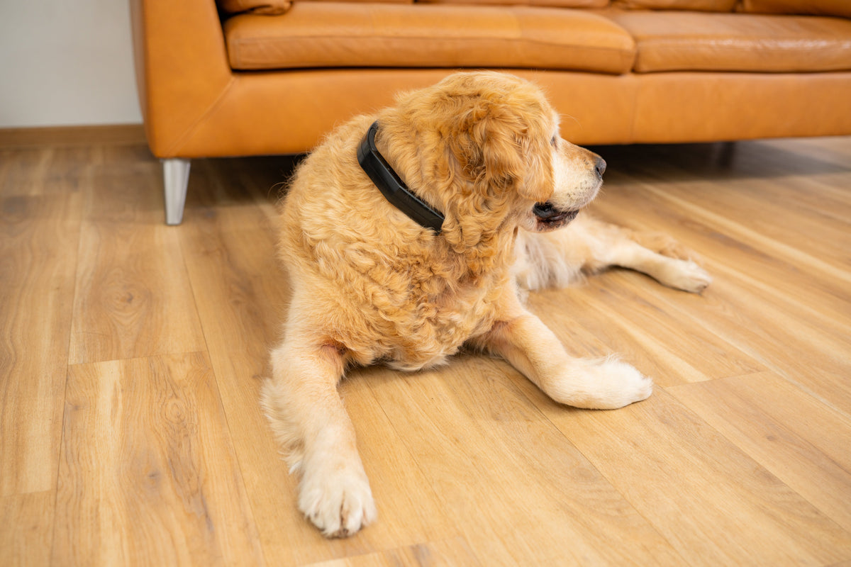 Dog with a PetLoop PRO
