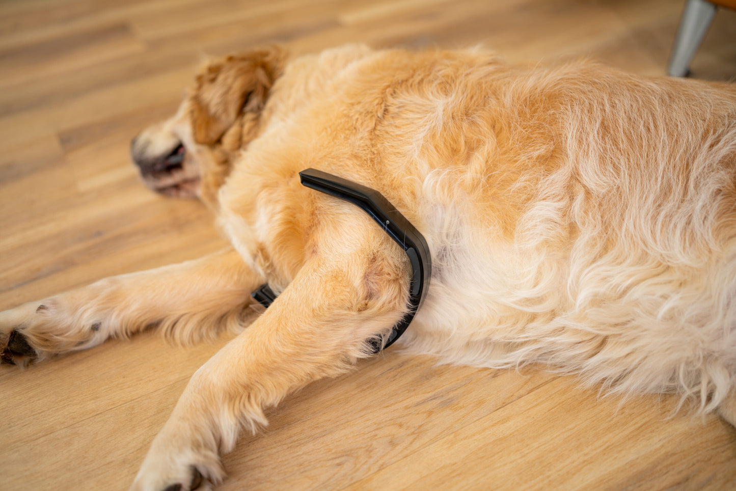 PetLoop PRO lifestyle
