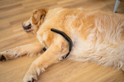 PetLoop PRO lifestyle