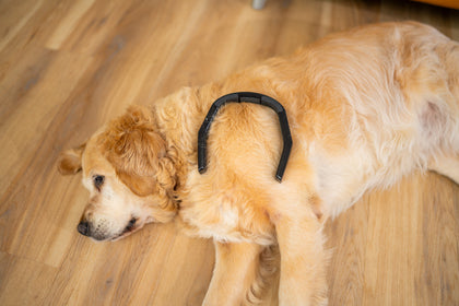 PetLoop PRO worn by a pet