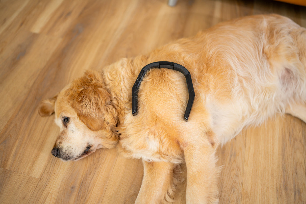 Dog with a PetLoop PRO
