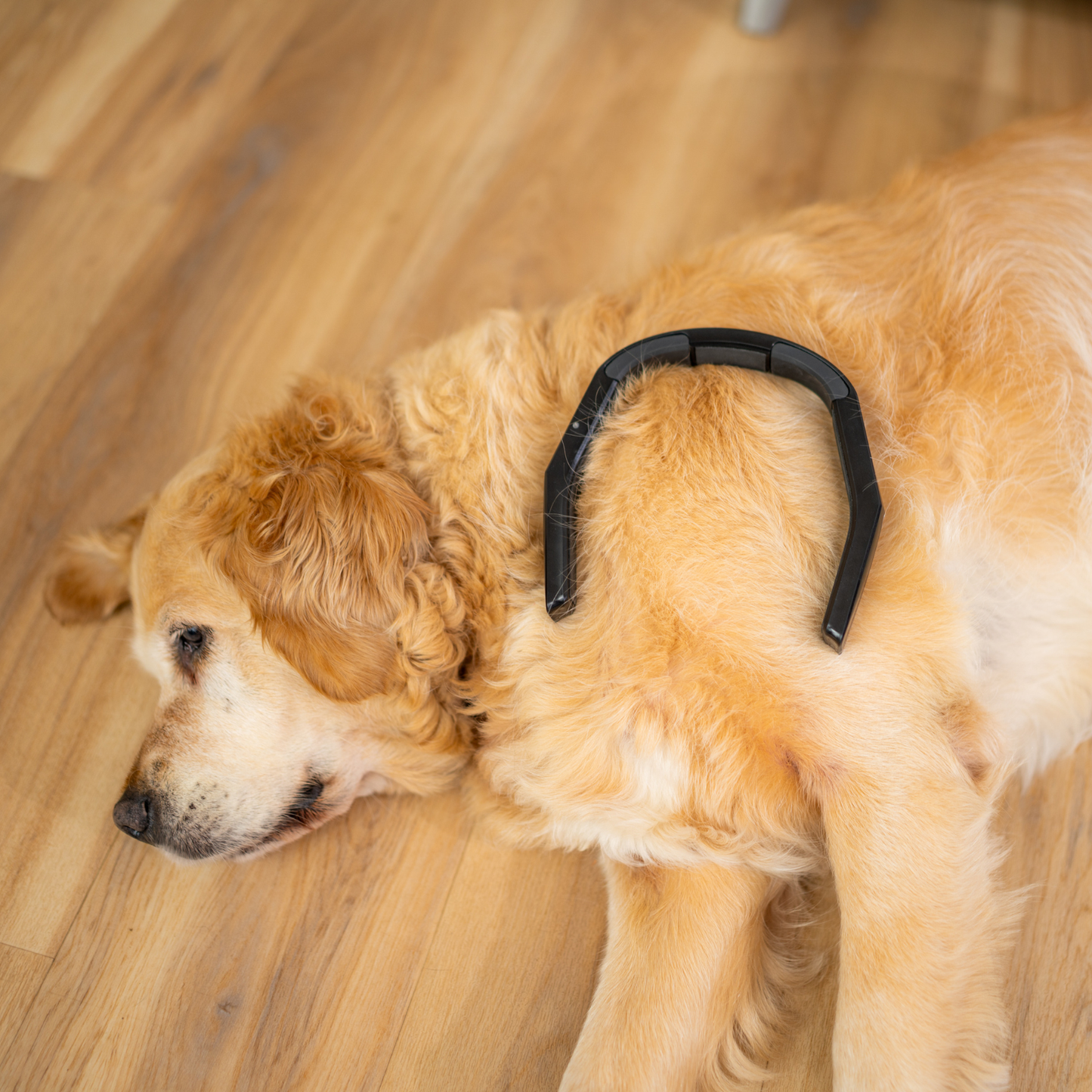 PetLoop PRO