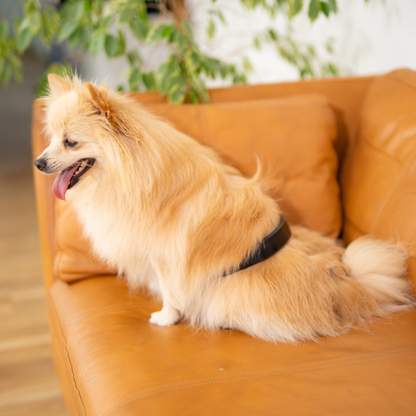 PetLoop PRO