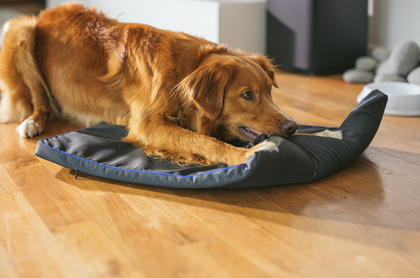Dog relaxing on the Petspemf Pad
