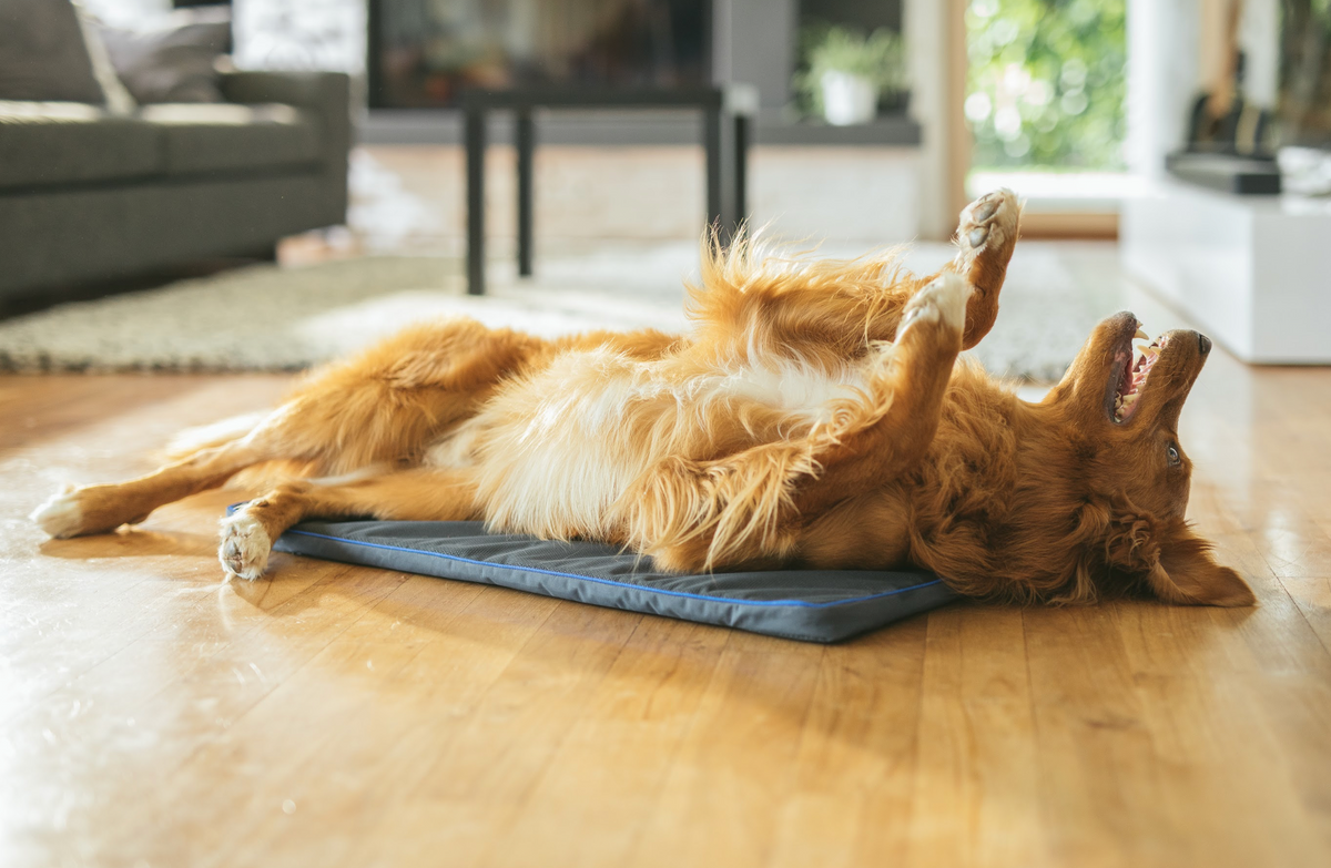 Dog on a Petspemf® Pad