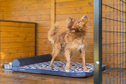 Petspemf RollnRest orthopedic PEMF dog bed