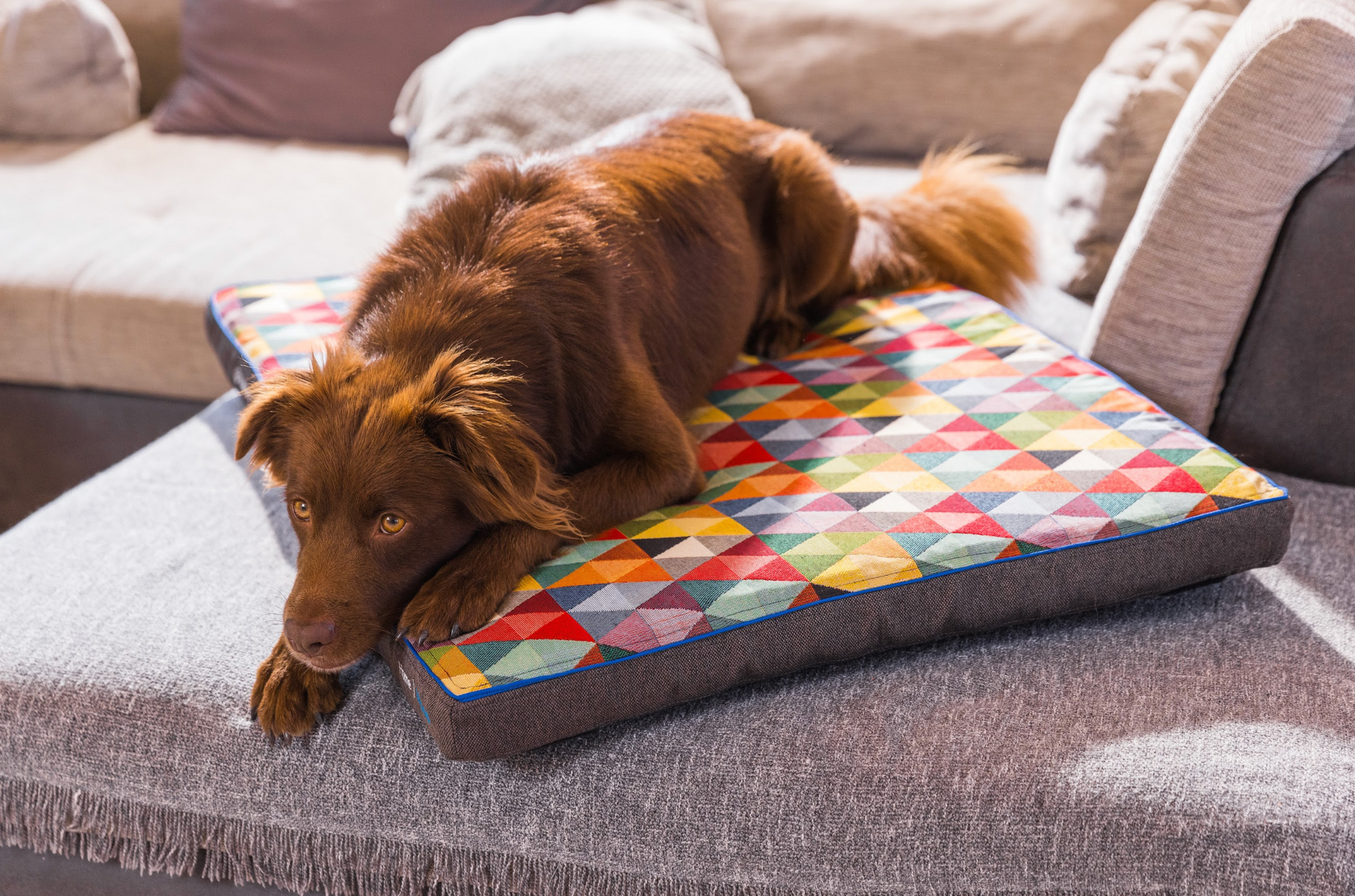 Petspemf RollnRest orthopedic PEMF dog bed in a bright home